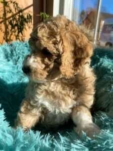 labradoodle pup