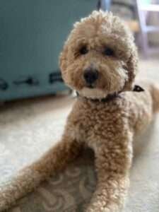 labradoodle