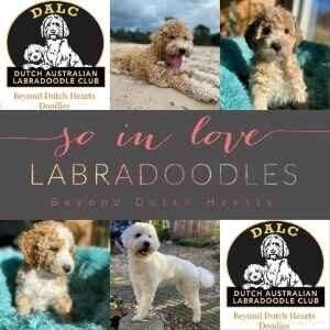 labradoodles