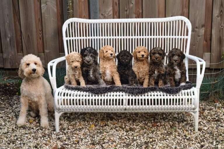 labradoodle pups