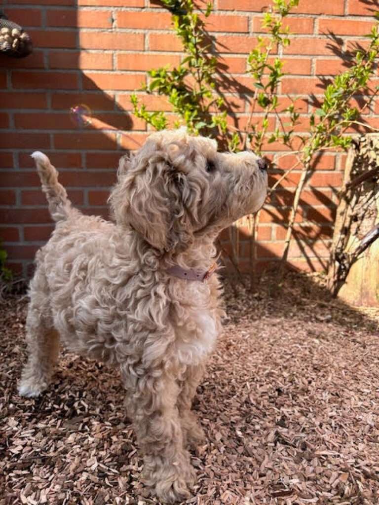 labradoodle licht