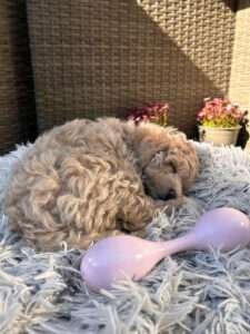 labradoodle licht