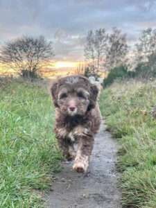 labradoodle wit bruin