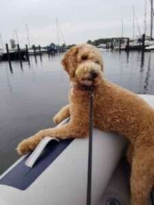 labradoodle goud