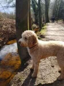 labradoodle goud