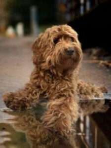 labradoodle rood