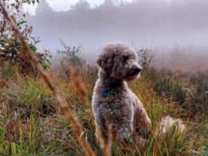 labradoodle lichtbruin