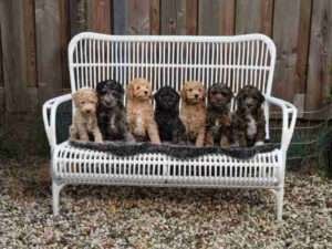 labradoodles pups