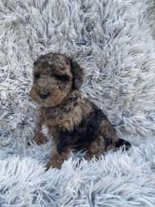 labradoodle gevlekt