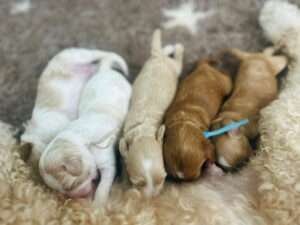 labradoodle_pups